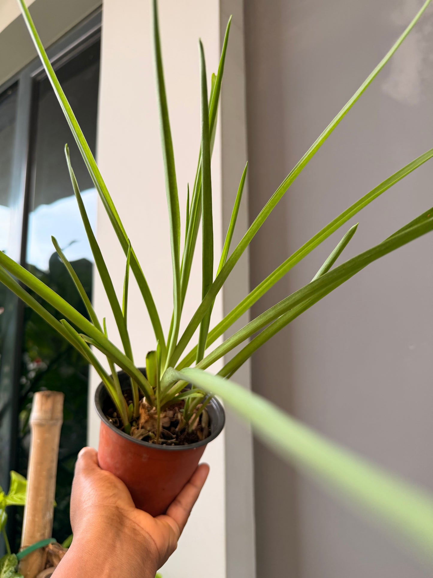 Tuberose random colour(white/pink)