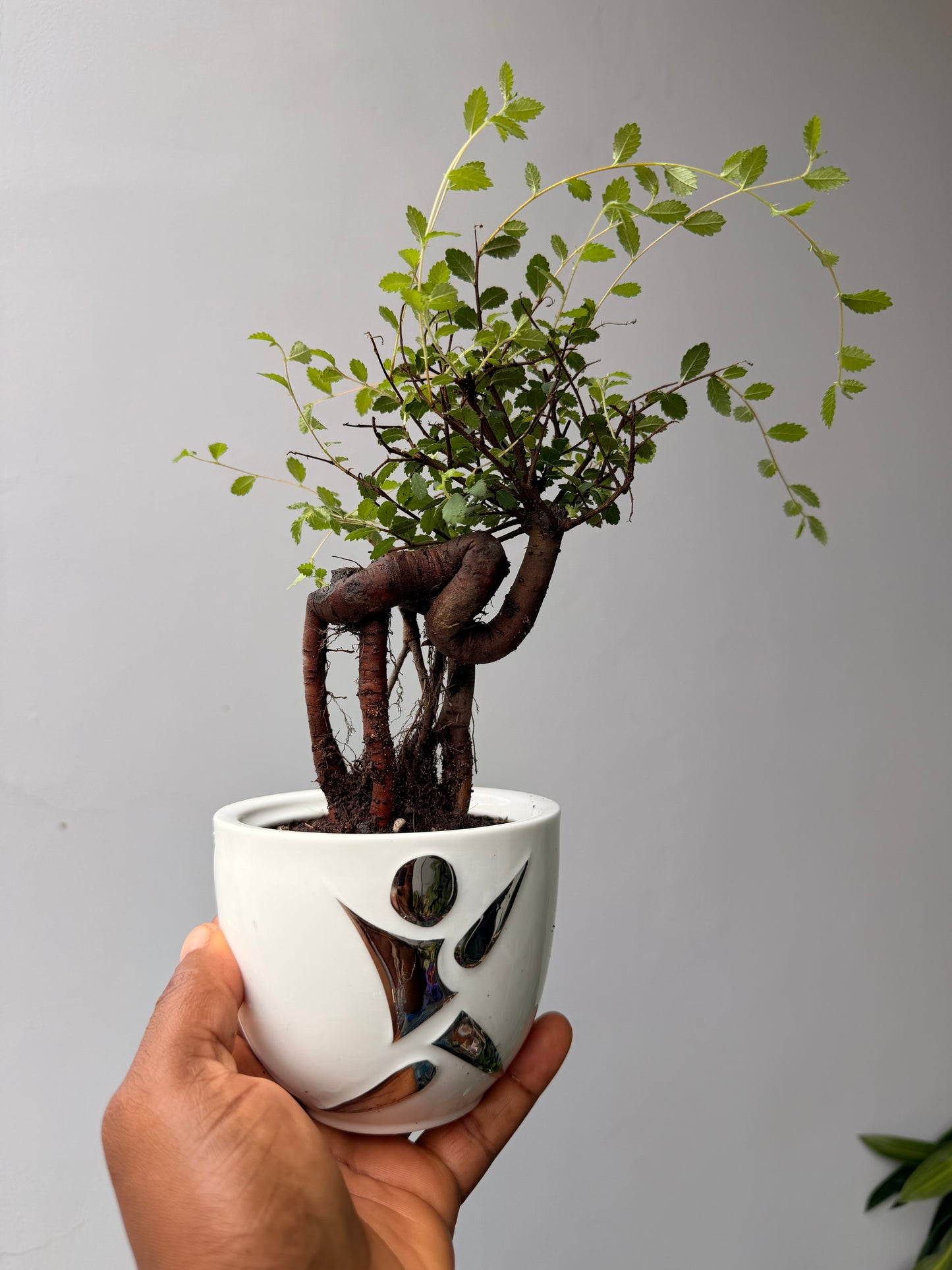 Bonsai Elm