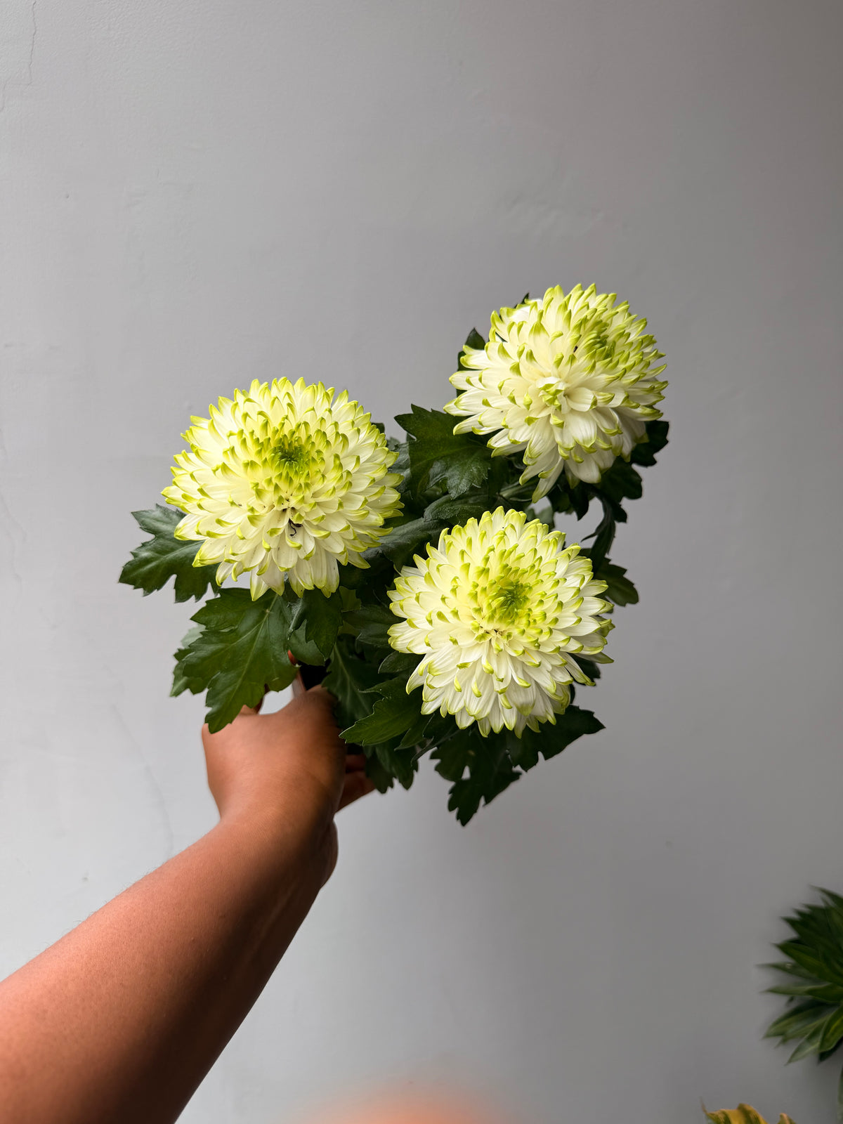 Chrysanthemum Supernova