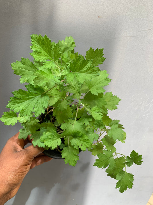 Mugwort