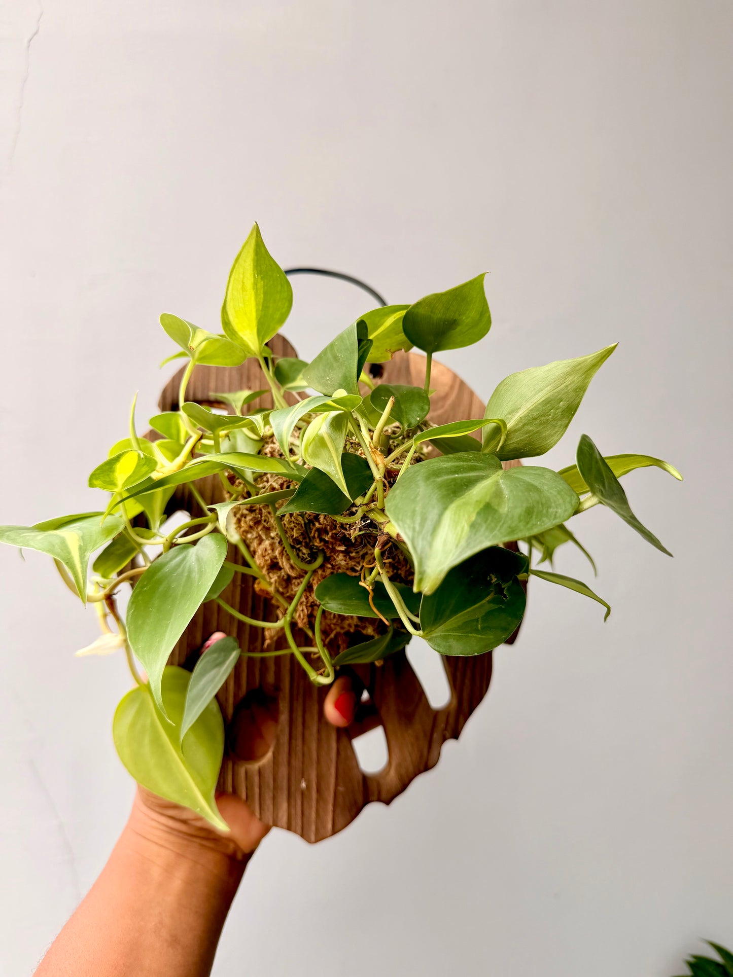 Philodendron Brazil