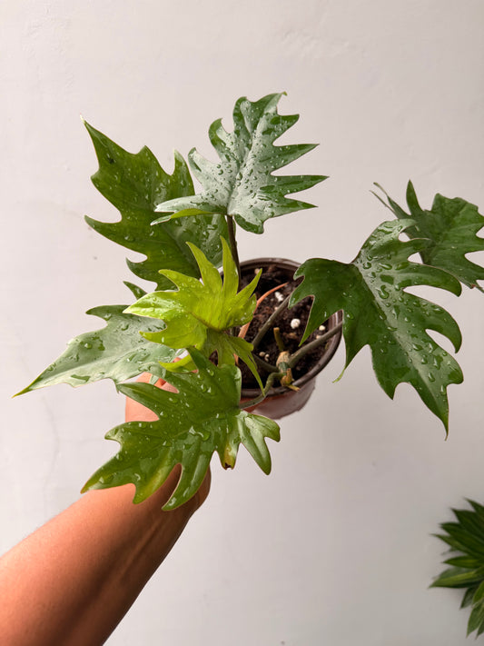 Philodendron Mayoi