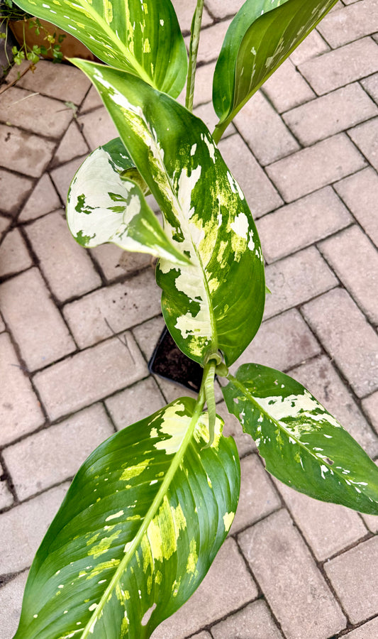 Dieffenbachia Puerto Rico
