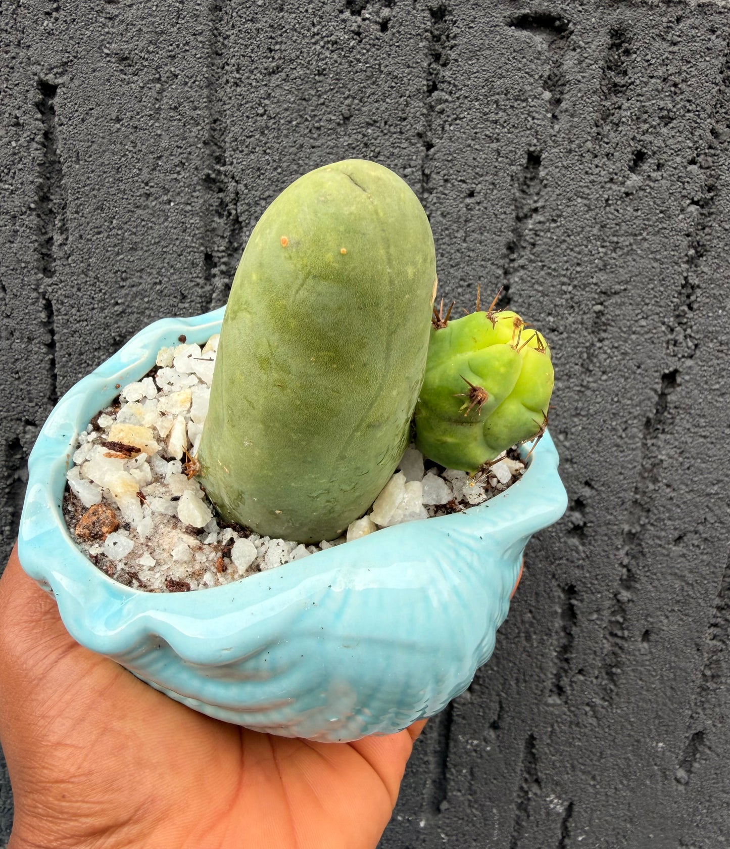 Penis Cactus