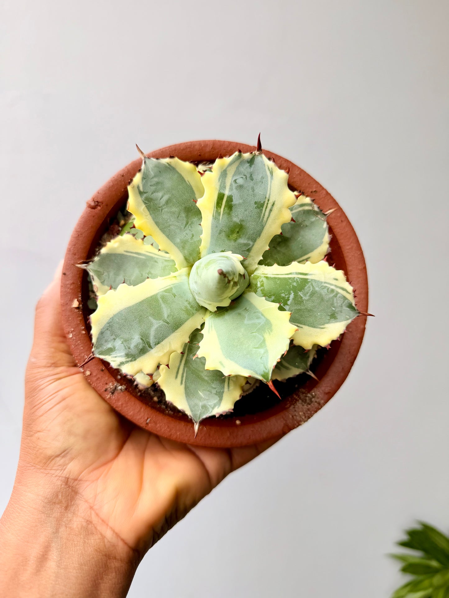Agave isthmensis 'Kabutogani' marginata