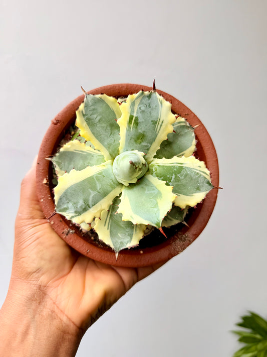 Agave isthmensis 'Kabutogani' marginata