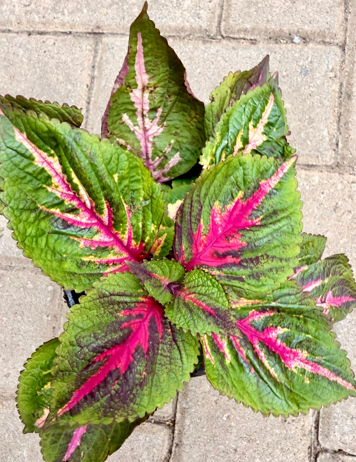 Coleus
