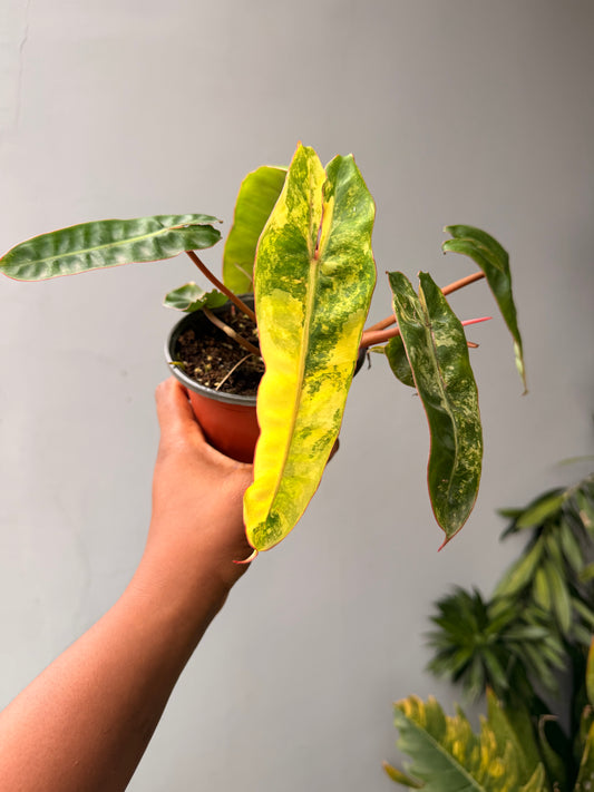 Variegated Philodendron billietiae