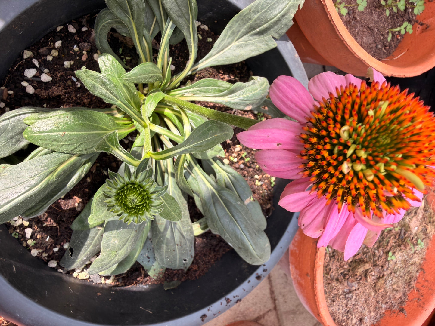 Pink echinacea