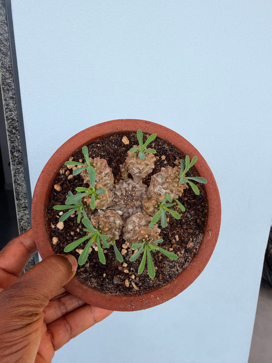 Euphorbia Japonica Cluster