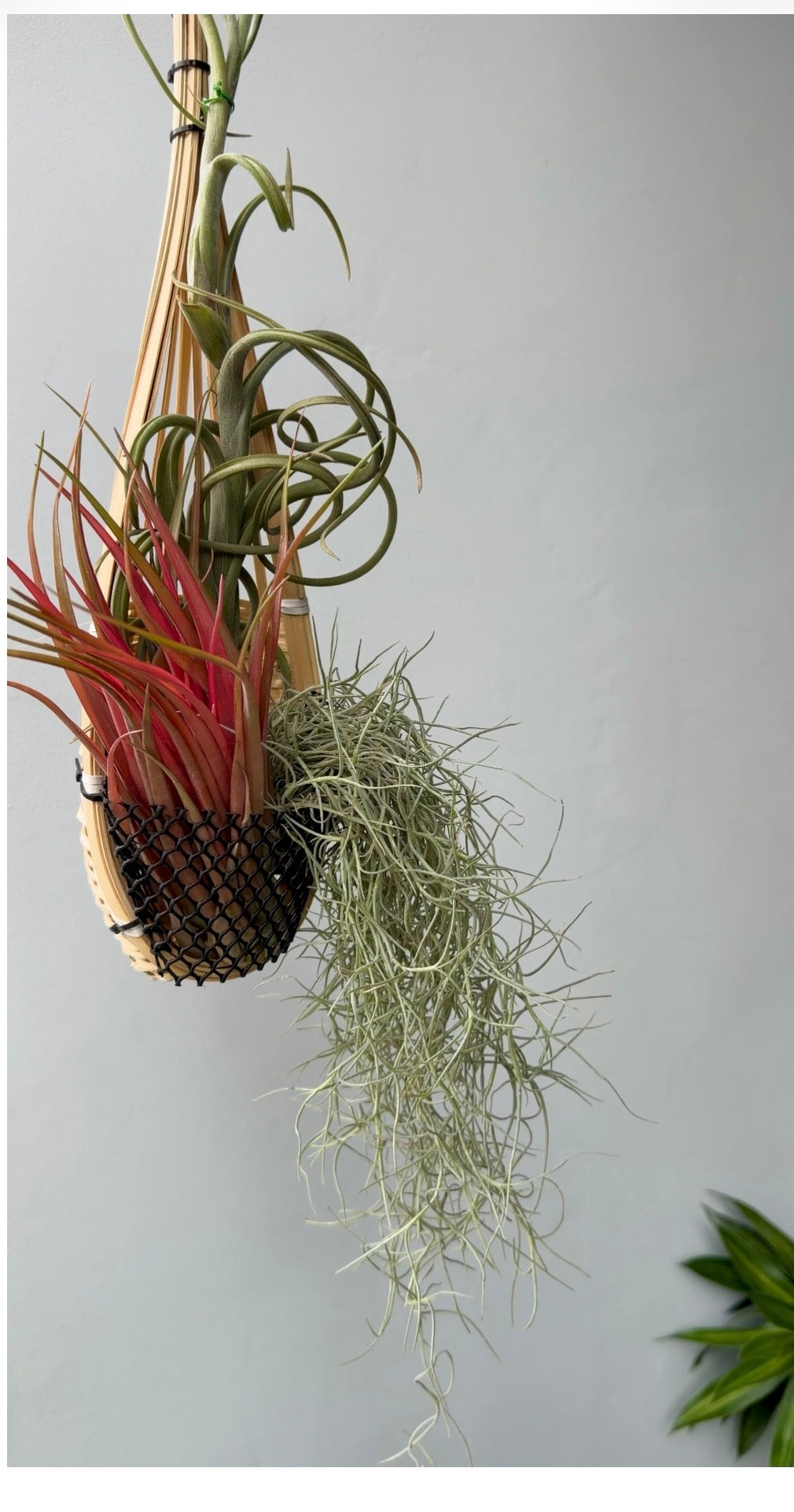 Tillandsia bouquet