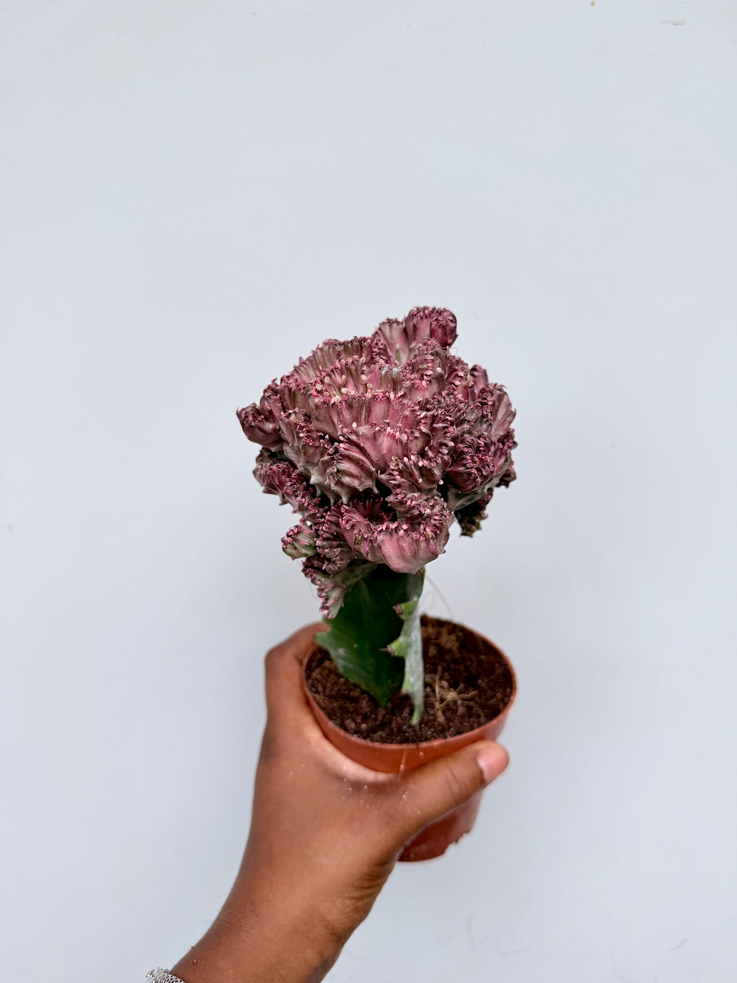 Euphorbia lactea cristata