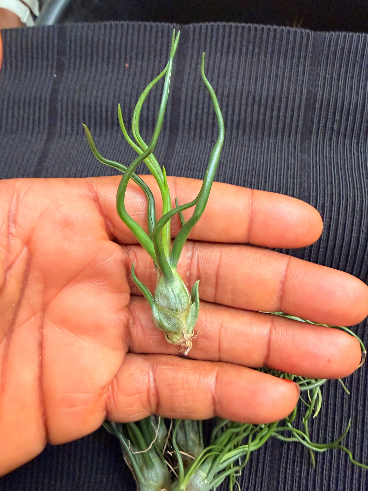 Tillandsia Bulbosa