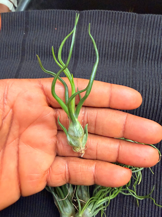 Tillandsia Bulbosa