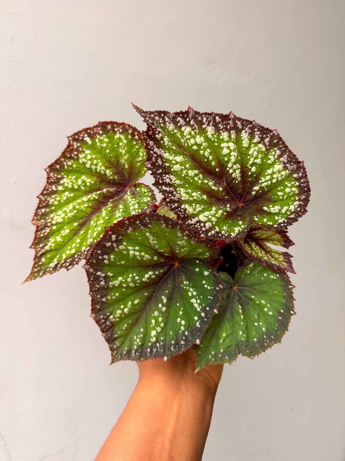 Begonia Fairytale