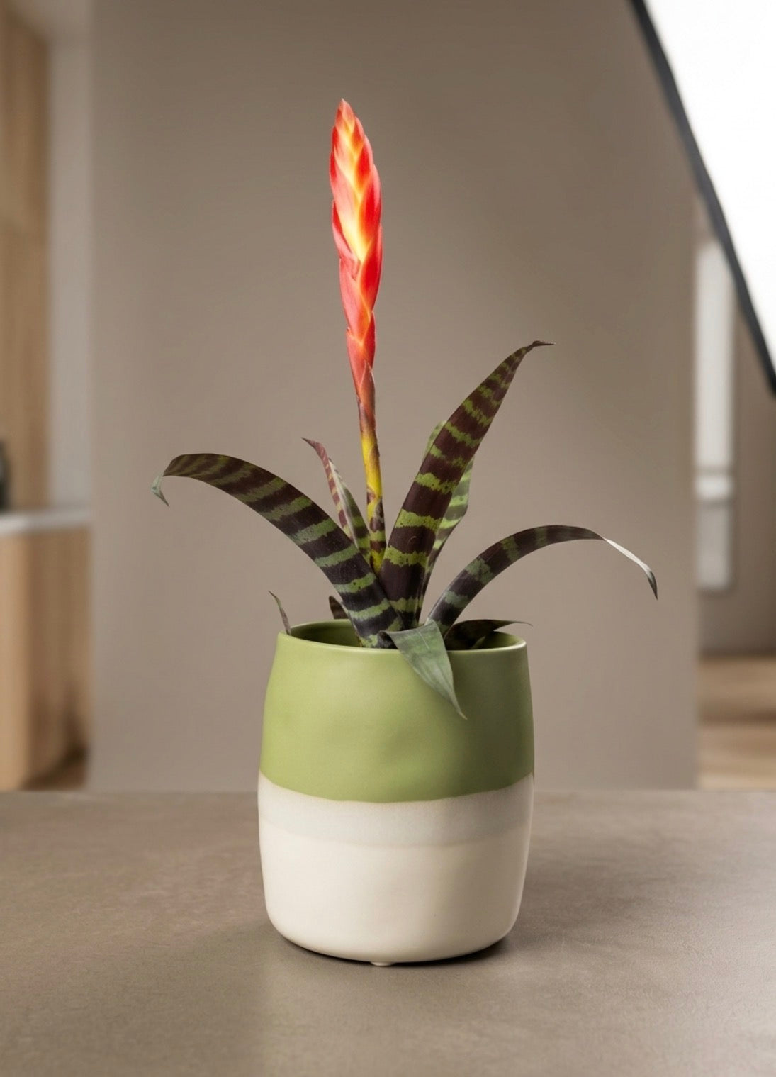 Vriesea Era in a Cache pot