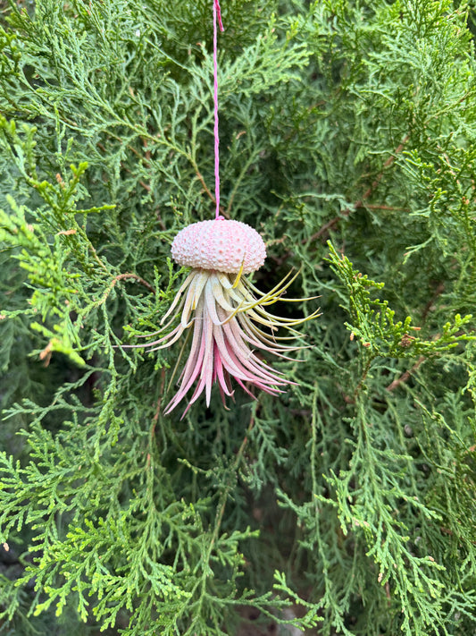 Tillandsia ionantha 'Rubra(in a decorative shell)