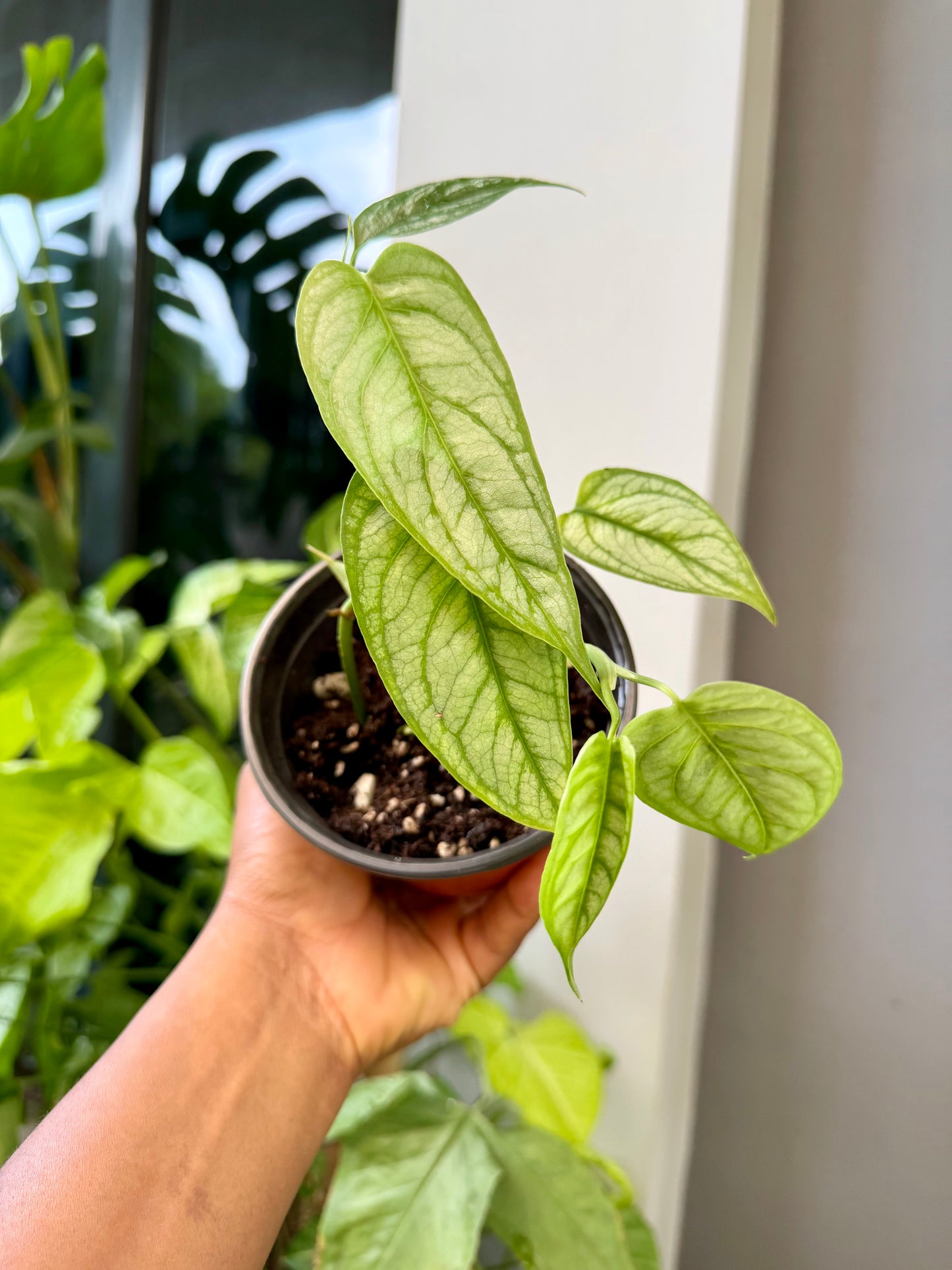 Monstera Siltepecana ‘El Salvador’