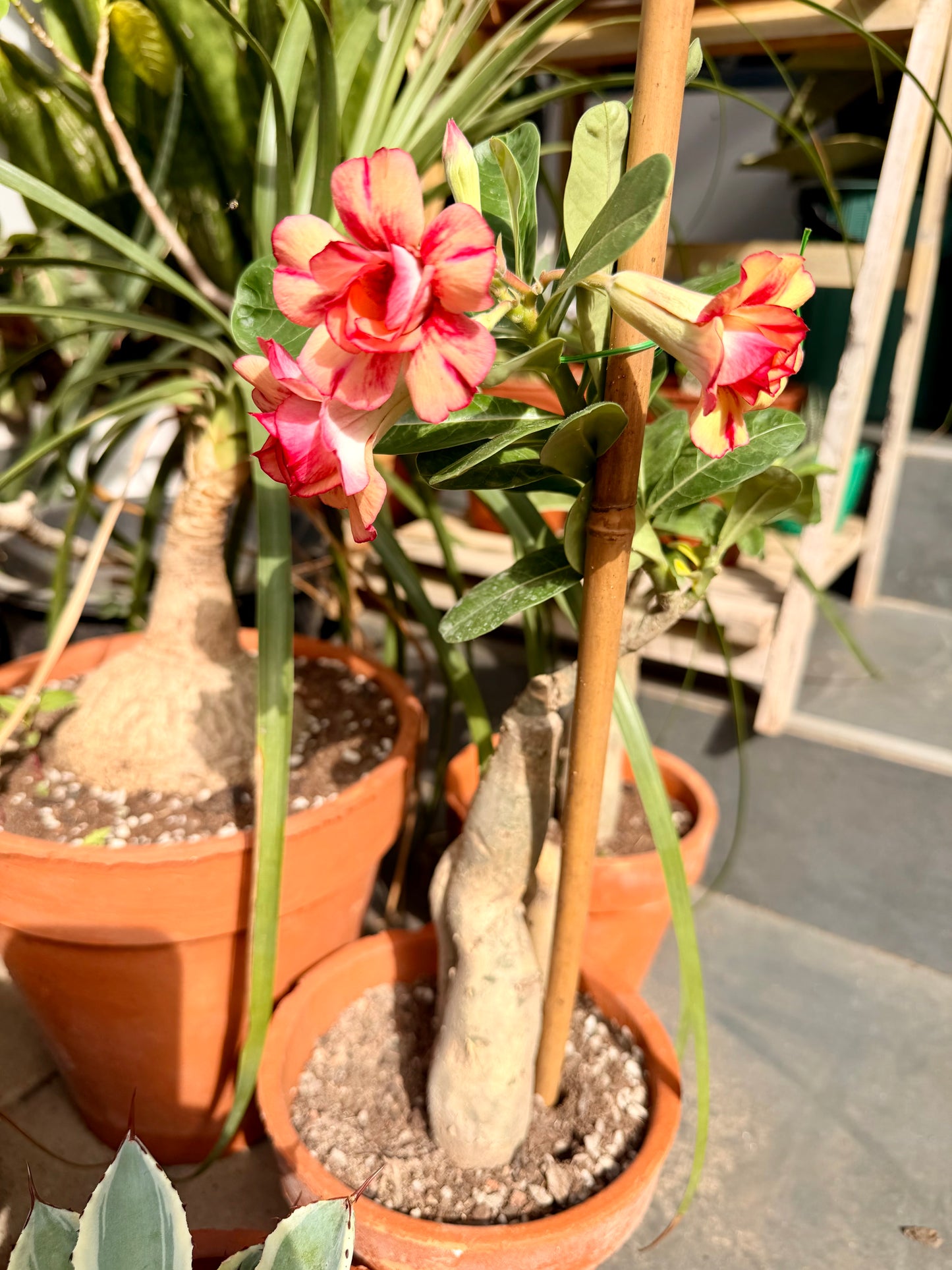 Desert rose