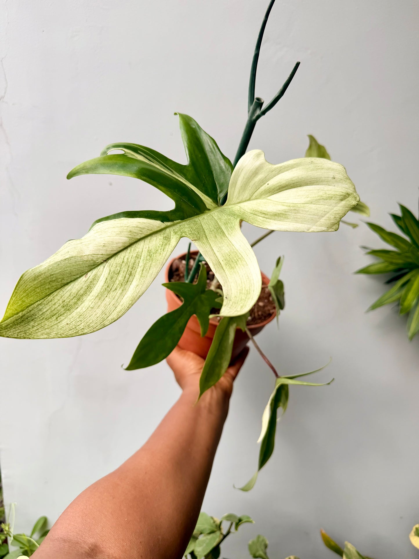 Philodendron Florida Ghost