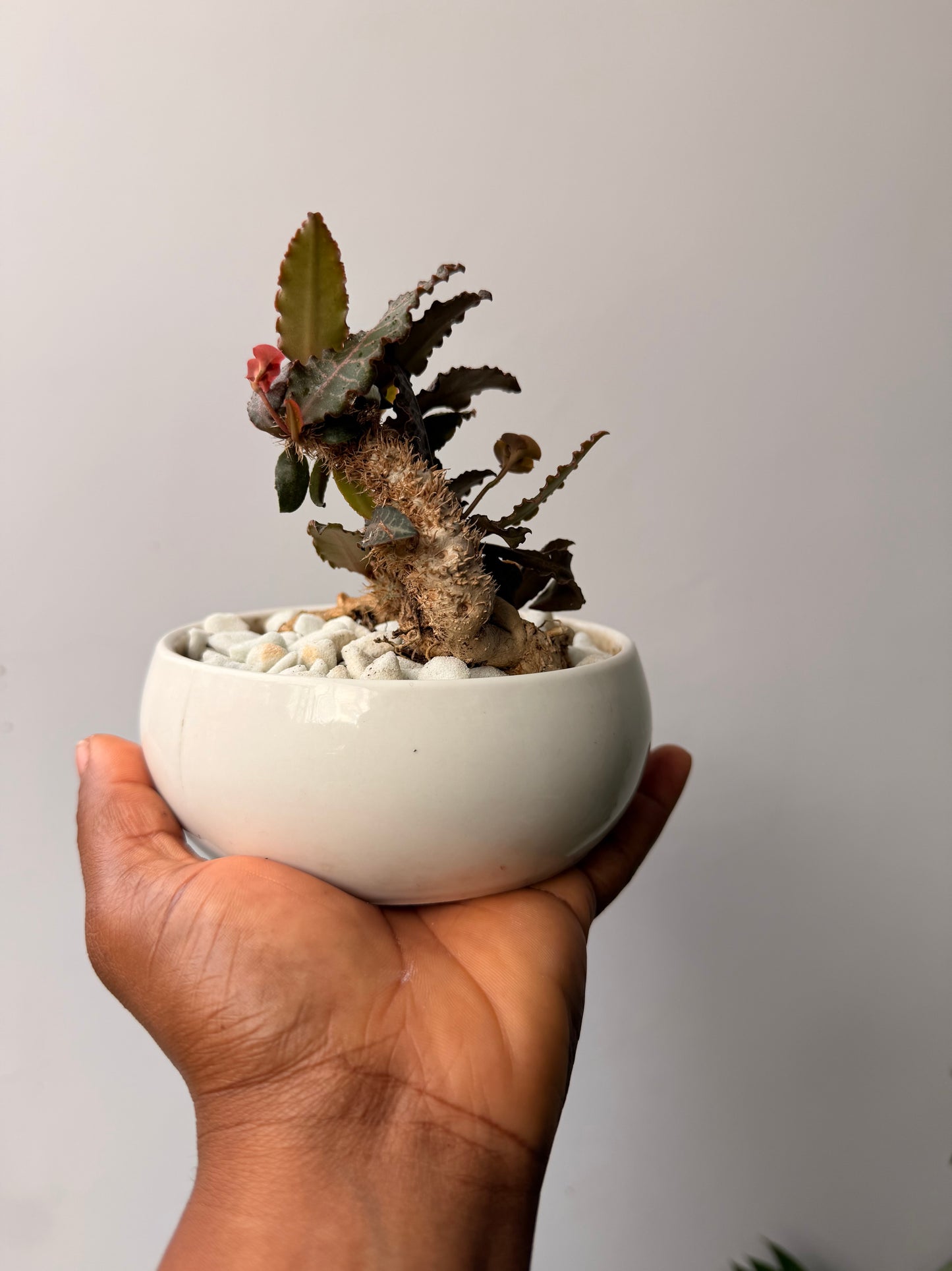 Euphorbia Francoisii