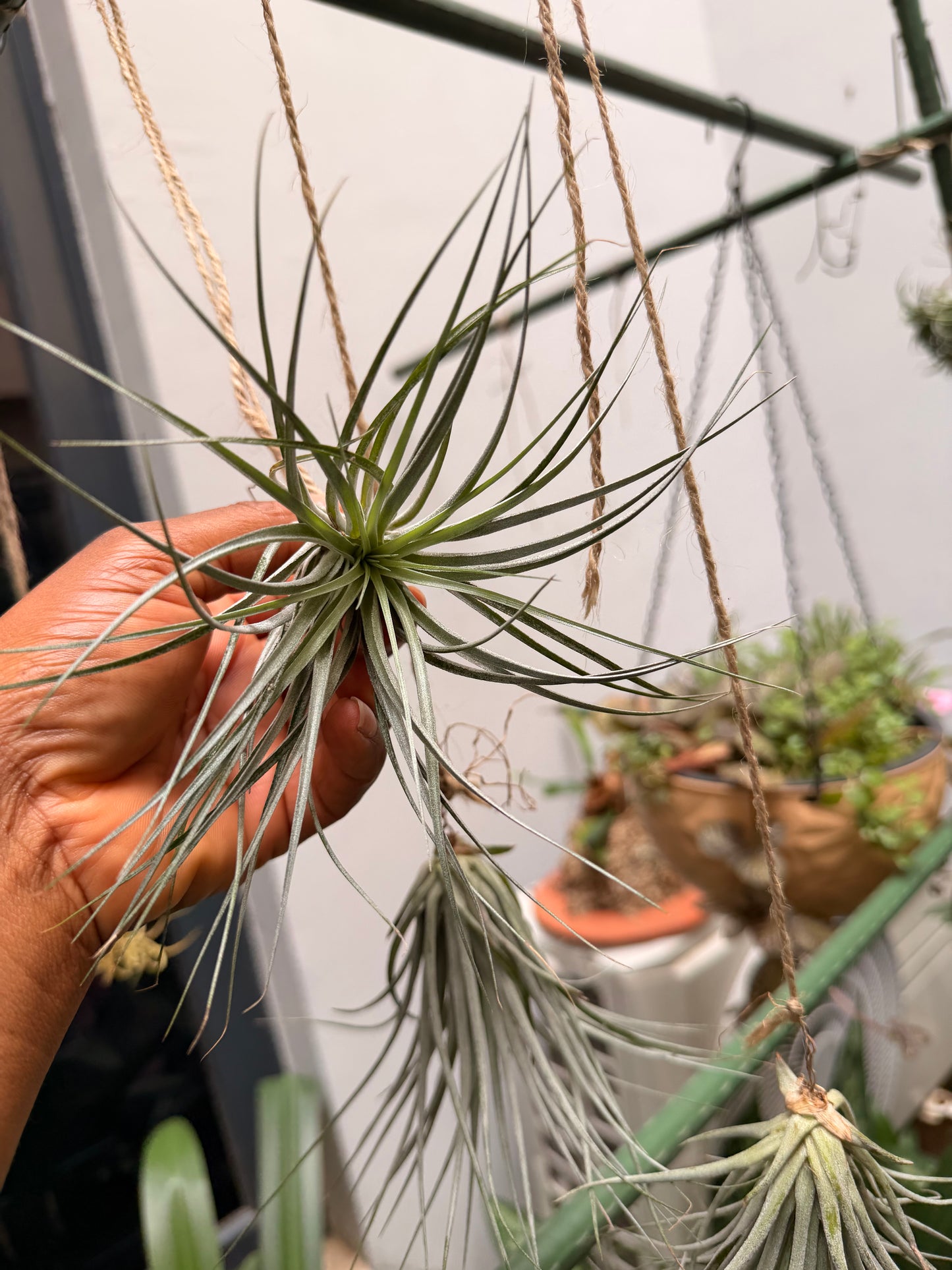 Tillandsia Houston