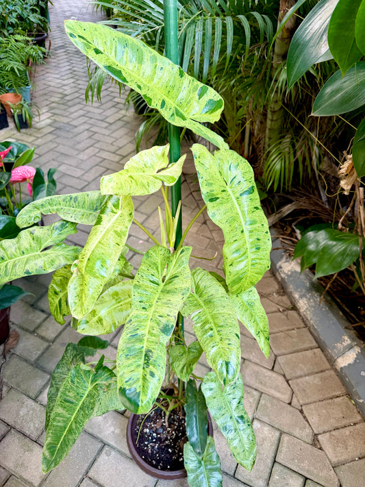 Philodendron Paraiso Verde
