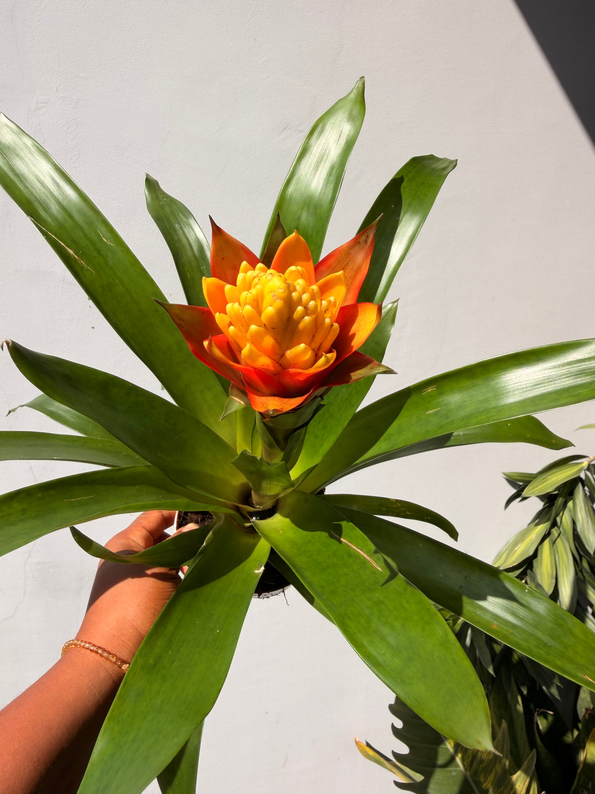 Guzmania