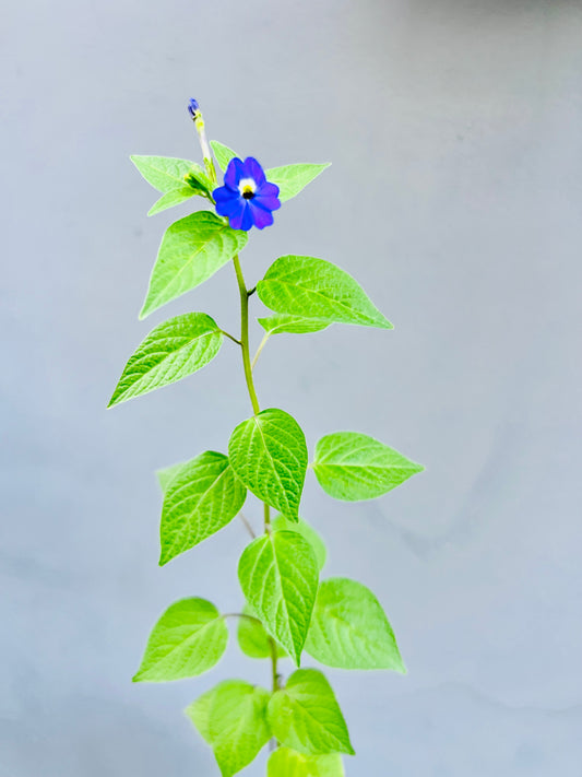 Amethyst Flower