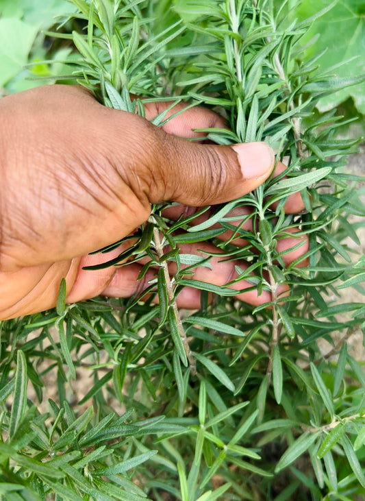 Rosemary Seedling