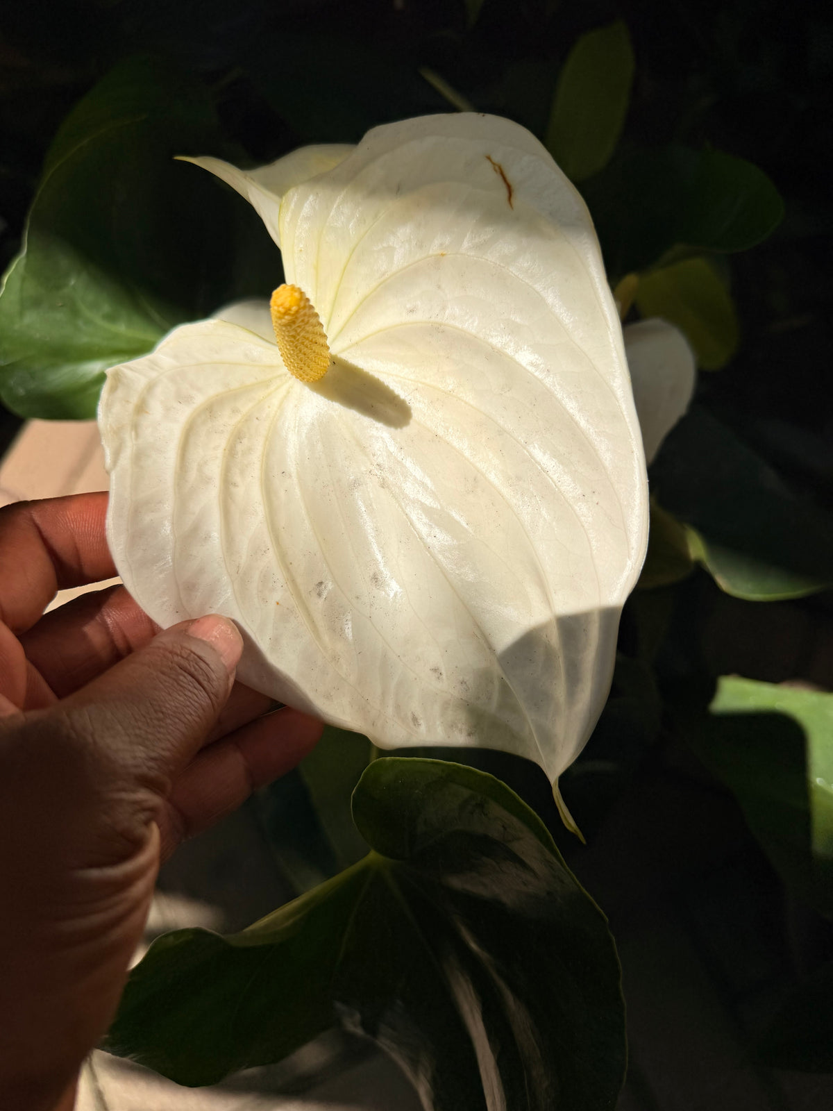 Potted Flamingo anthuriums
