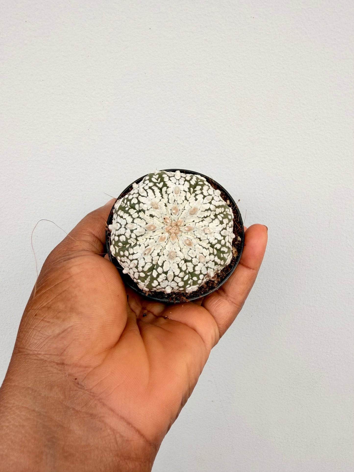 Astrophytum Asterias 'Super Kabuto'