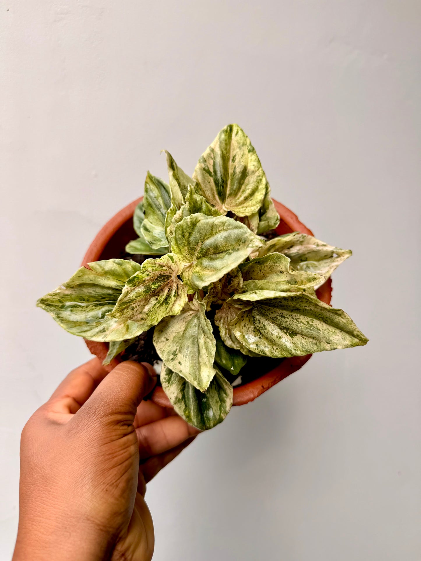 Peperomia caperata 'Buenos Aires'