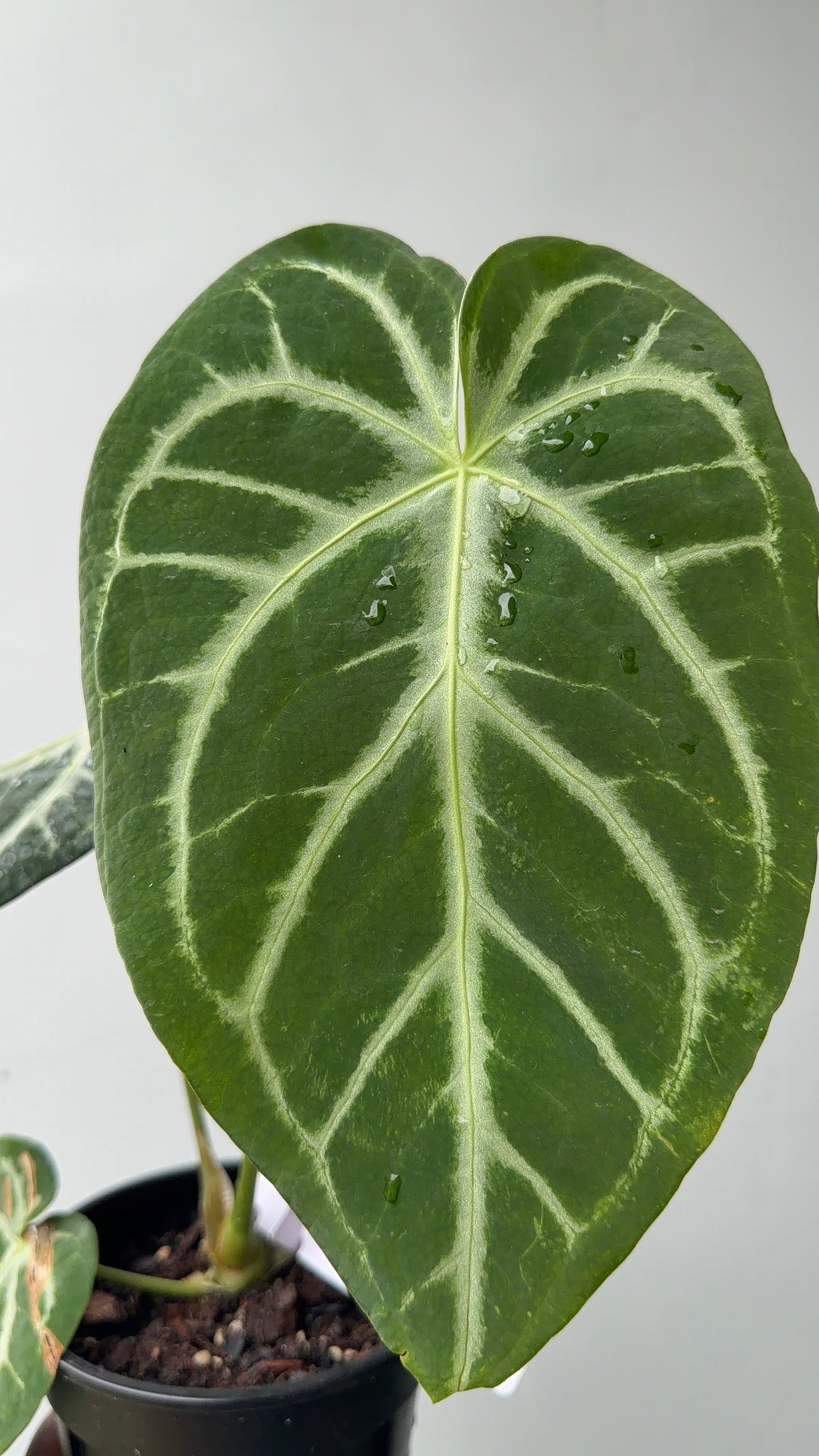 Anthurium crystallinum