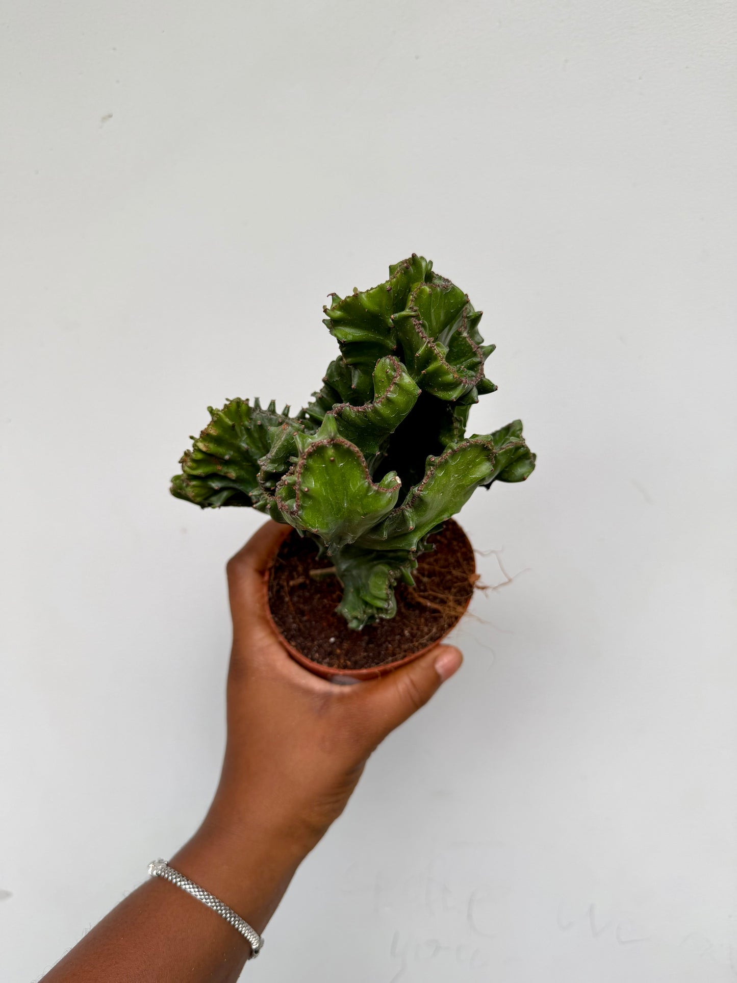 Euphorbia lactea cristata