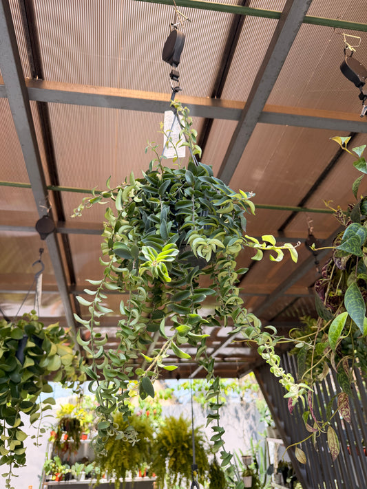 Aeschynanthus 'Twister'
