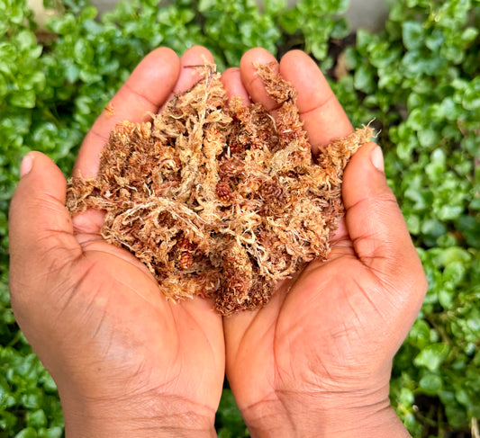 Premium Chilean Sphagnum moss