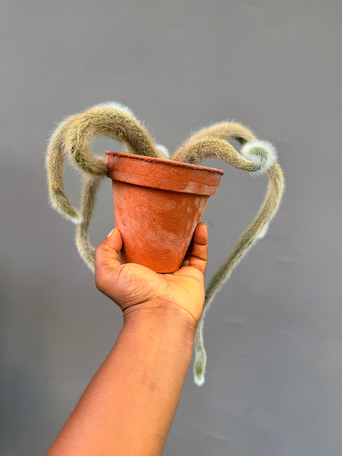 Monkey Tail Cactus