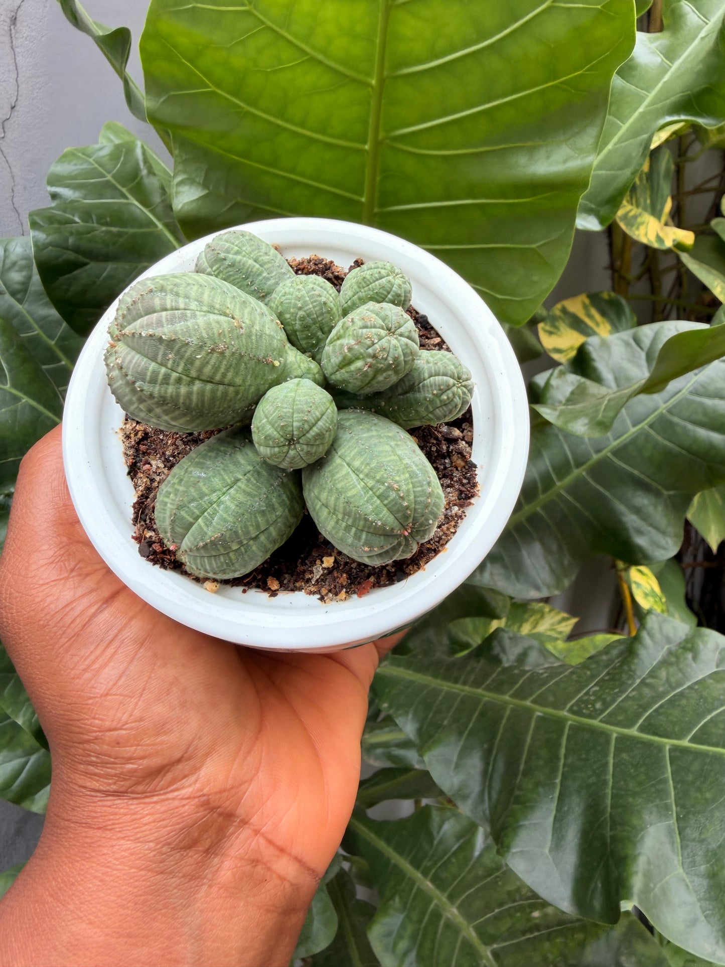 Euphorbia Obesa Cluster