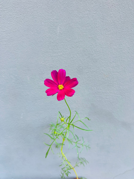 Cosmos Seedling