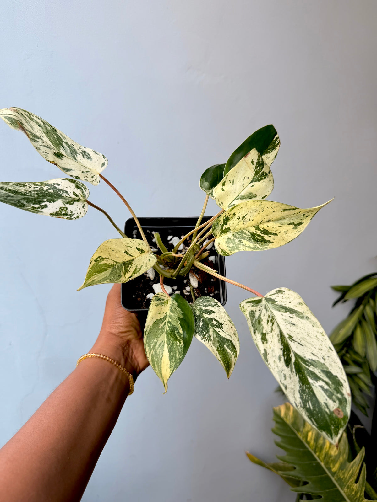 Philodendron Emerald Queen Variegated