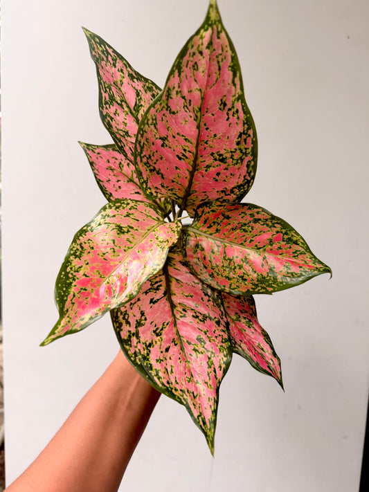 Aglaonema Strawberry Baby