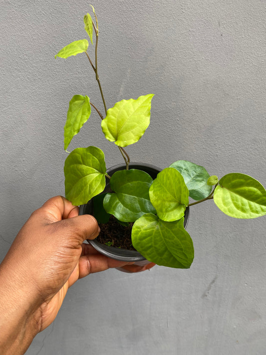 Uziza seedling