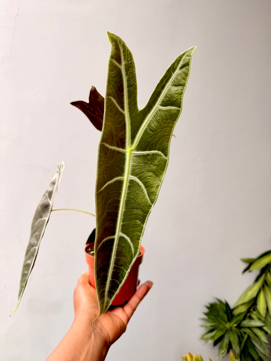 Alocasia Longiloba purple
