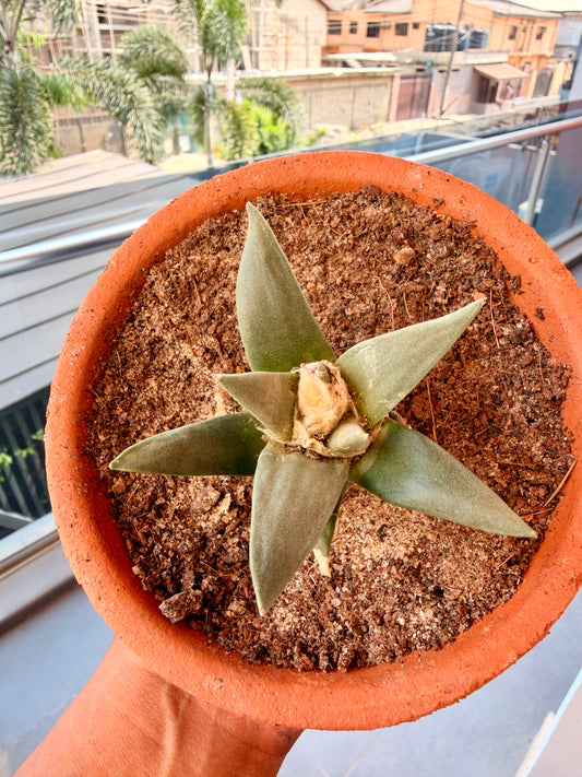 Ariocarpus trigonus