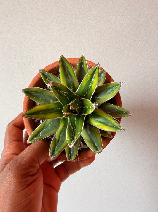 Agave victoriae-reginae f. variegata