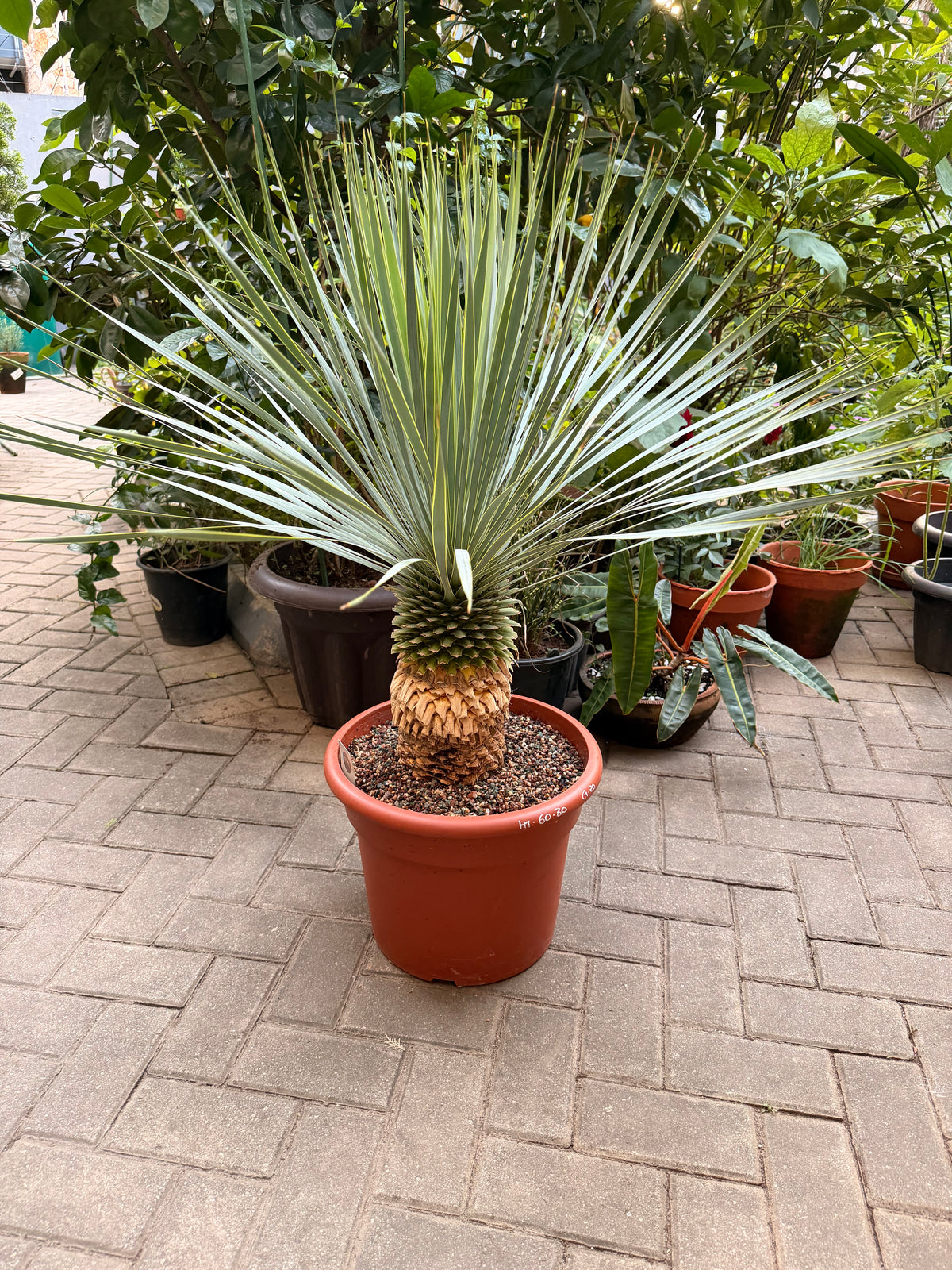 Yucca Rostrata
