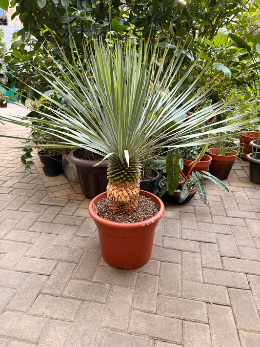 Yucca Rostrata