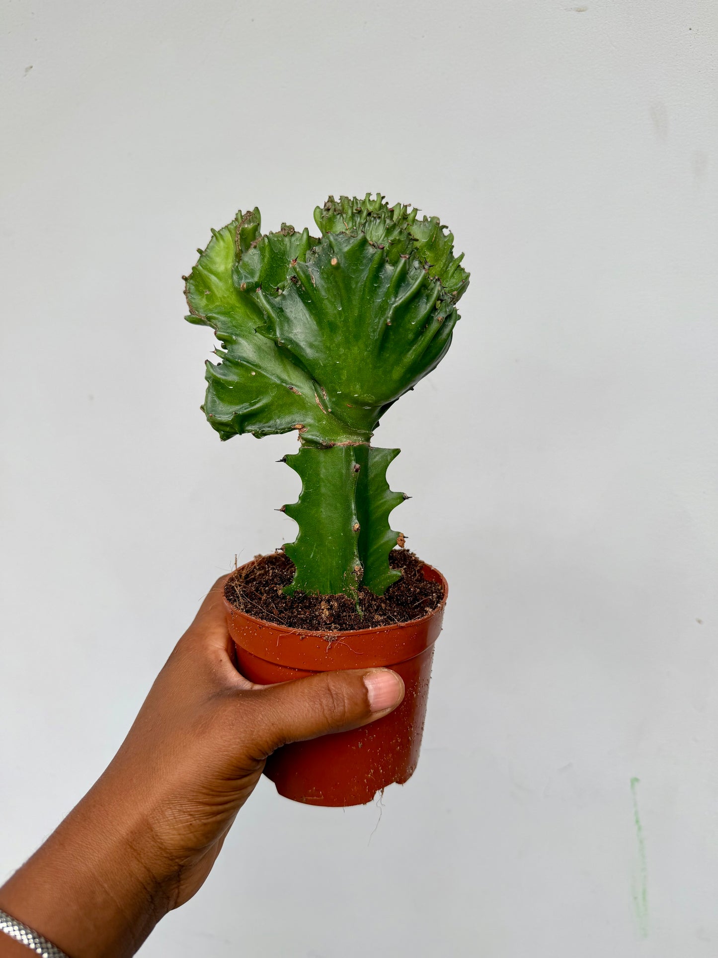 Euphorbia lactea cristata