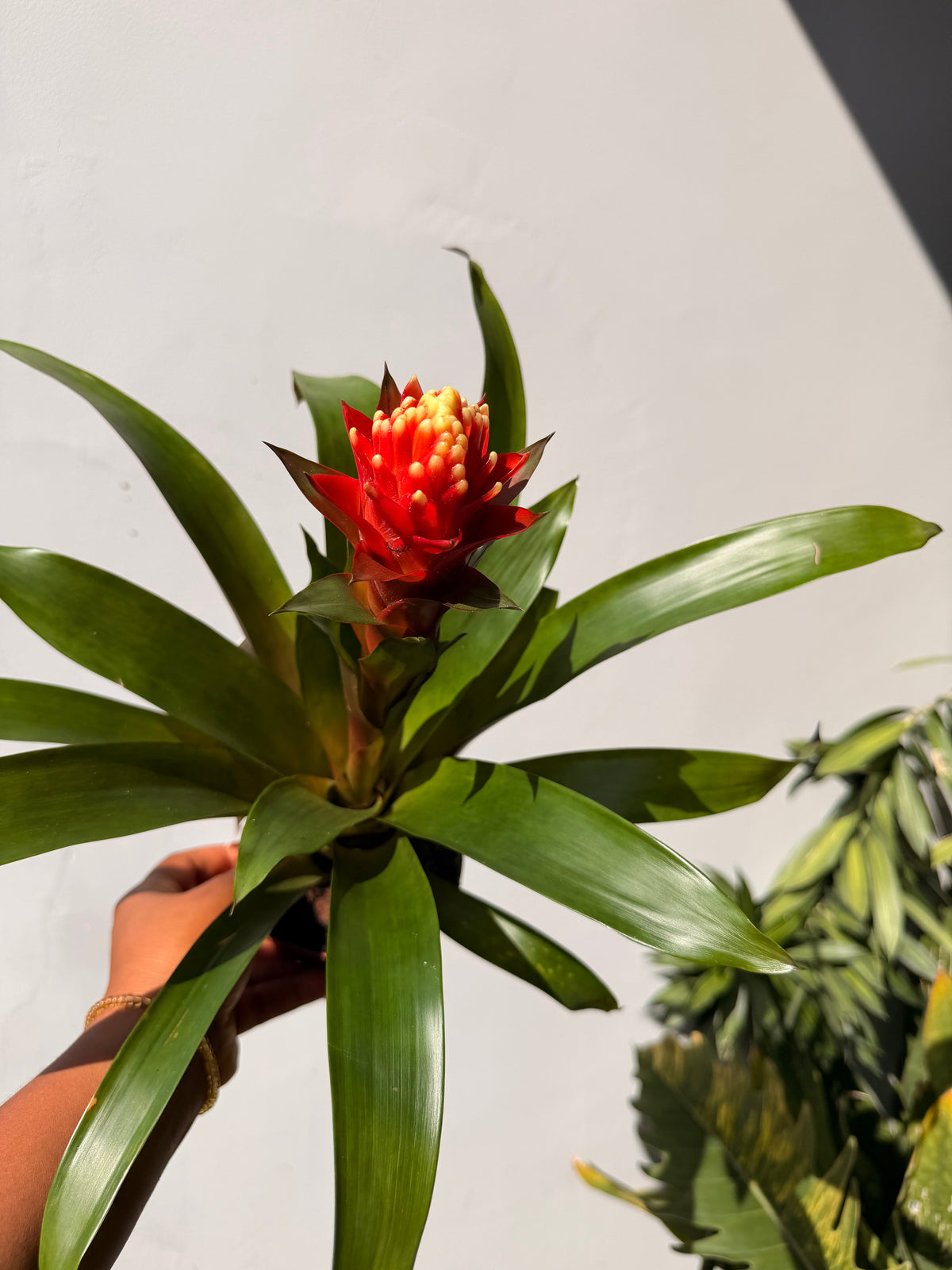 Guzmania